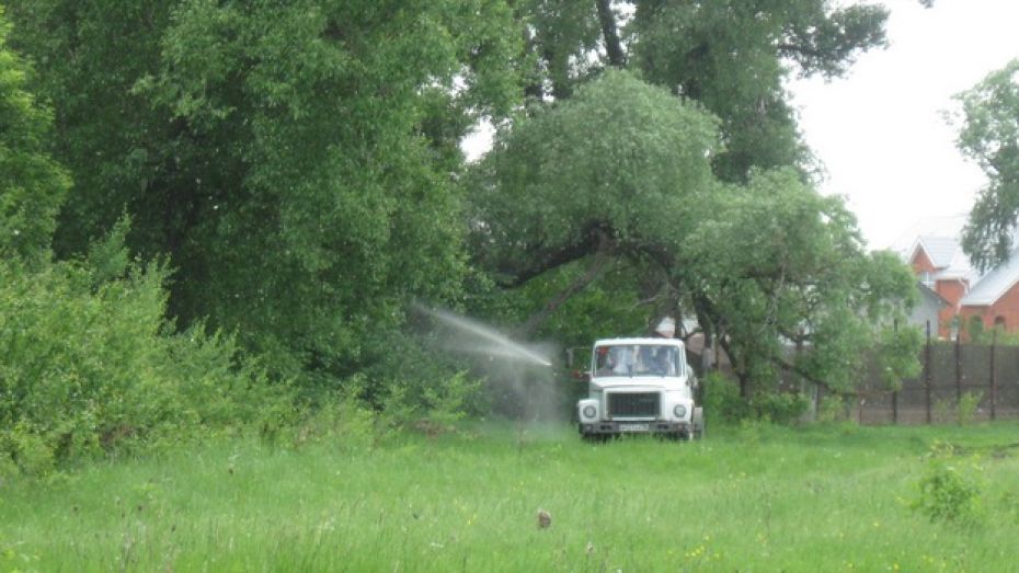 В Павловском районе усилили борьбу с комарами и мошками