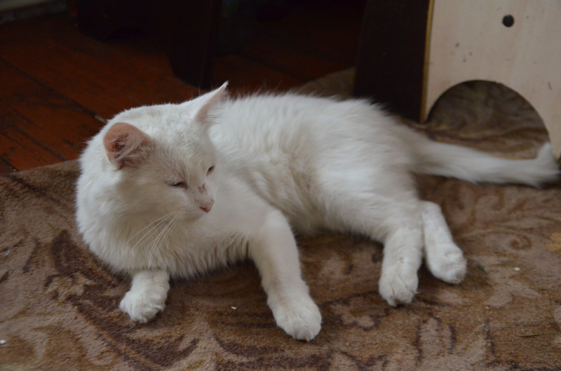 белая кошка воронежское село дом 